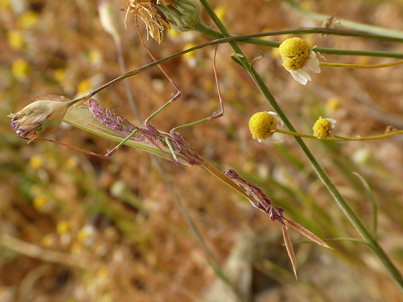 Dalla Grecia: Empusa?  S, Empusa fasciata, maschio